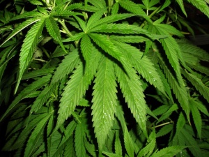 Marijuana - 6